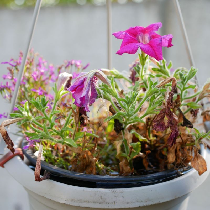When pruning is not the whole diagnosis When pruning is not the whole diagnosis