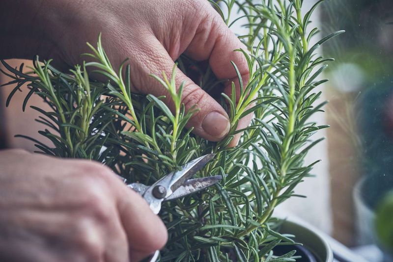 When selective thinning makes sense