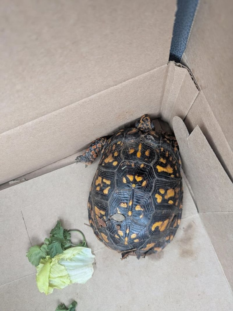 When should you move the turtle? When should you move the turtle?
