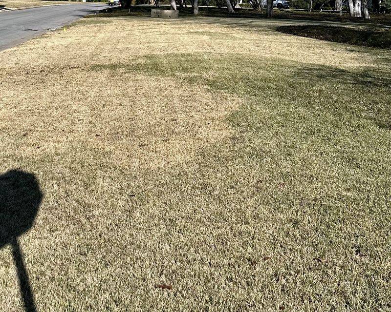 When the lawn still browns, inspect beyond the mower