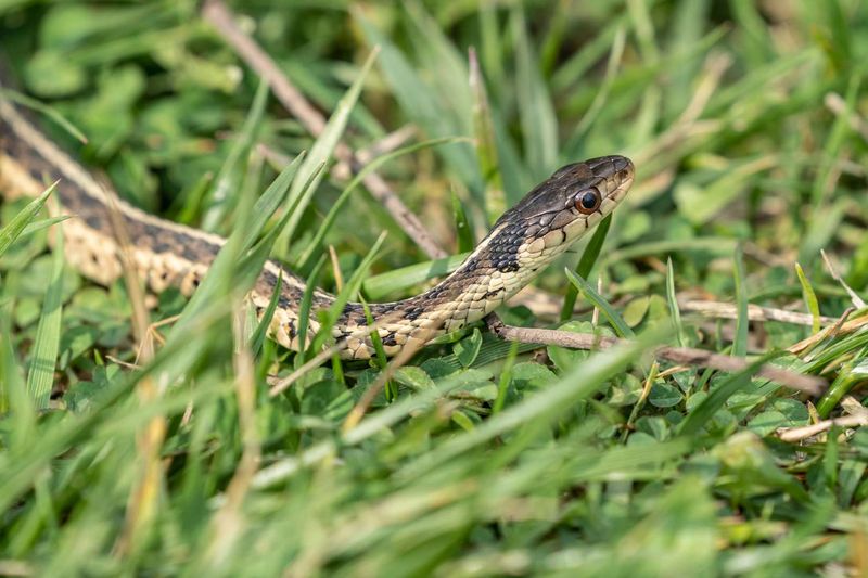 When you see a snake, create distance instead of getting closer When you see a snake, create distance instead of getting closer