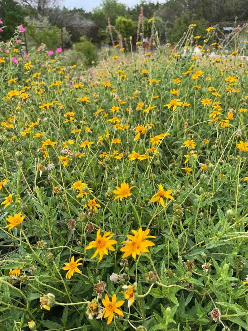 Where Texas gardeners should—and should not—assume success Where Texas gardeners should—and should not—assume success