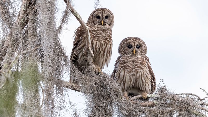 Which Central Texas owl might be calling?