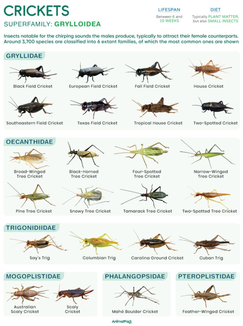 Which Crickets Are You Actually Hearing? Which Crickets Are You Actually Hearing?