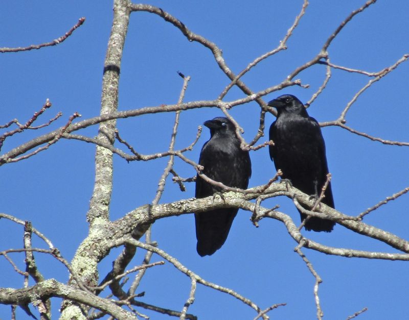 Which crows are gathering in North Carolina? Which crows are gathering in North Carolina?