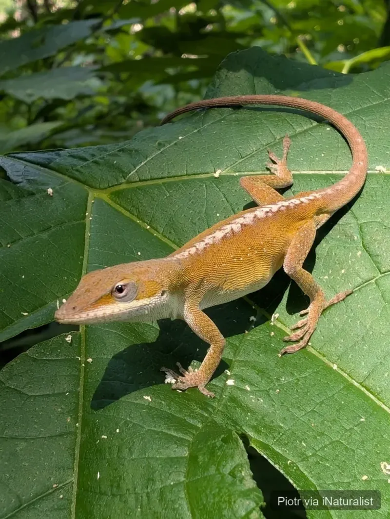 Which fence lizard are you seeing?