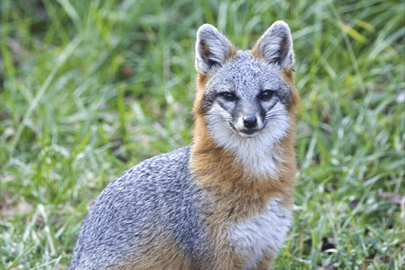 Which fox is crossing the yard?