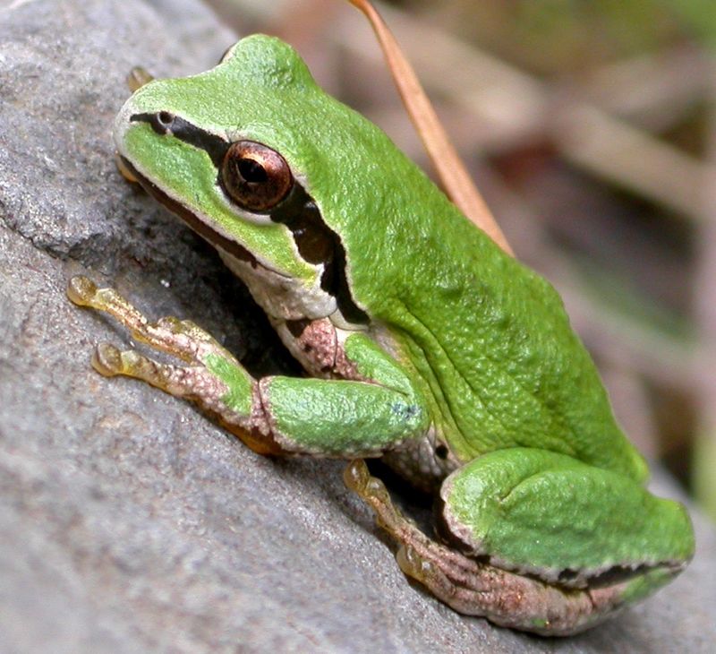 Which frog is visiting? Identification matters in California