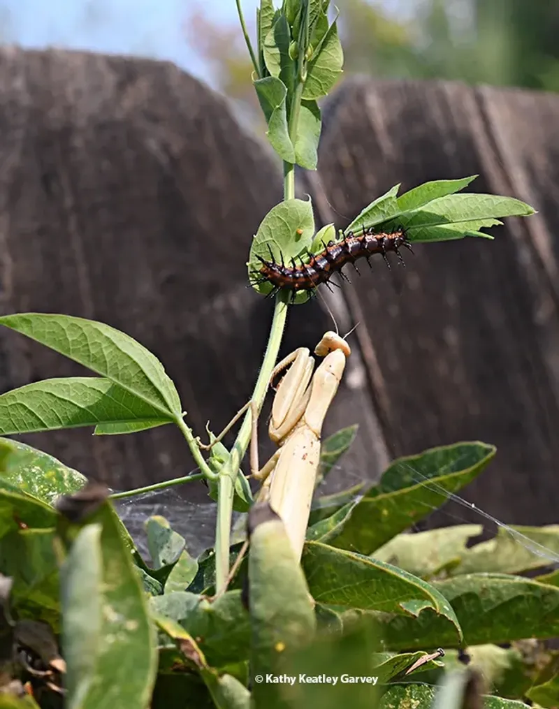Which garden insects can a California mantis eat?