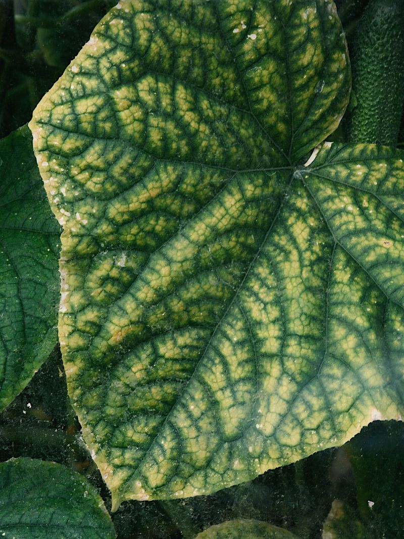 Which leaves turned yellow first?