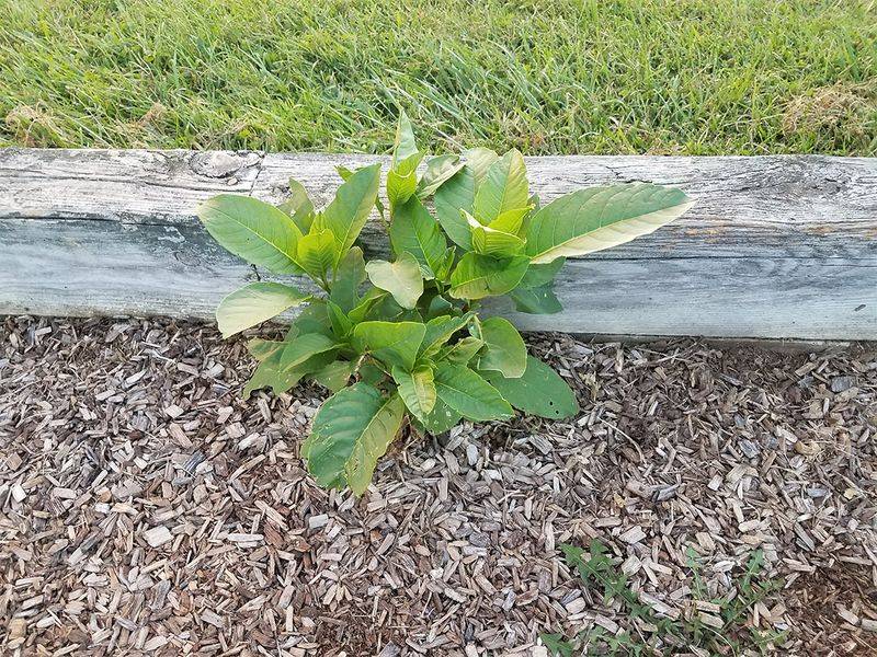 Which plant designations can create legal obligations? Which plant designations can create legal obligations?