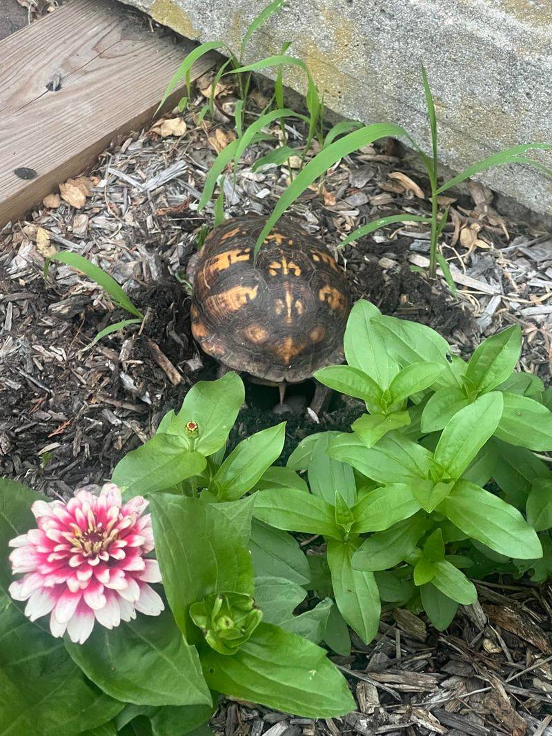 Which turtle is settling into the garden bed?