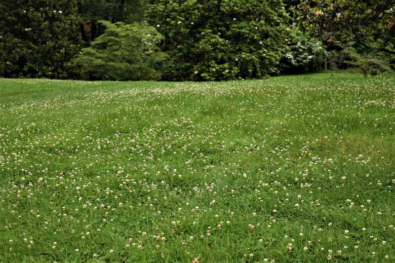 White Clover
