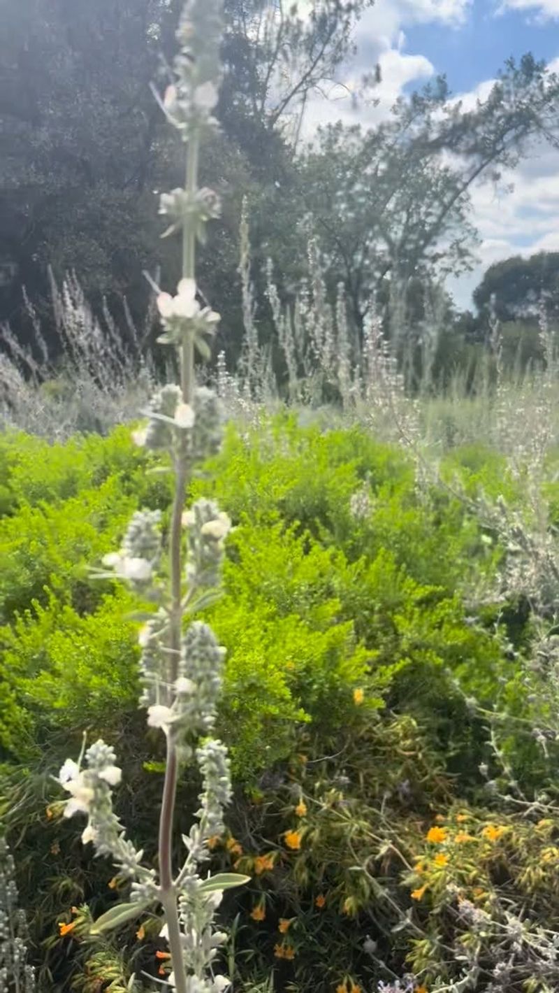 White Sage (Salvia apiana)