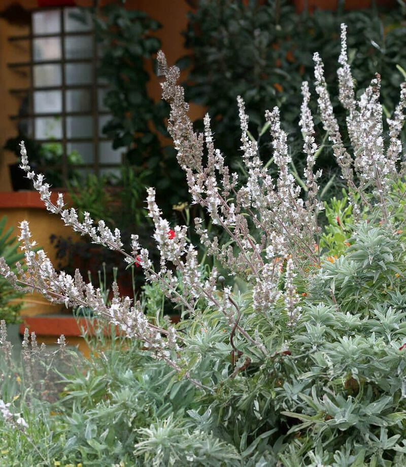 White Sage (Salvia apiana) White Sage (Salvia apiana)