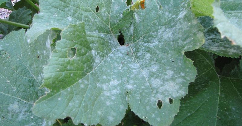White patches provide a clue, not a final diagnosis