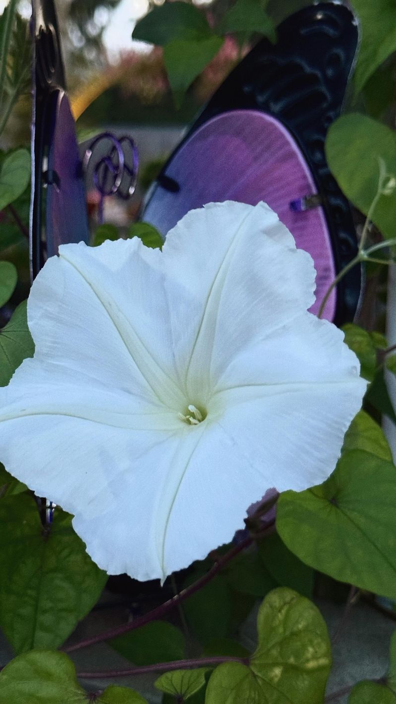 White petals and perfume form a nighttime signal