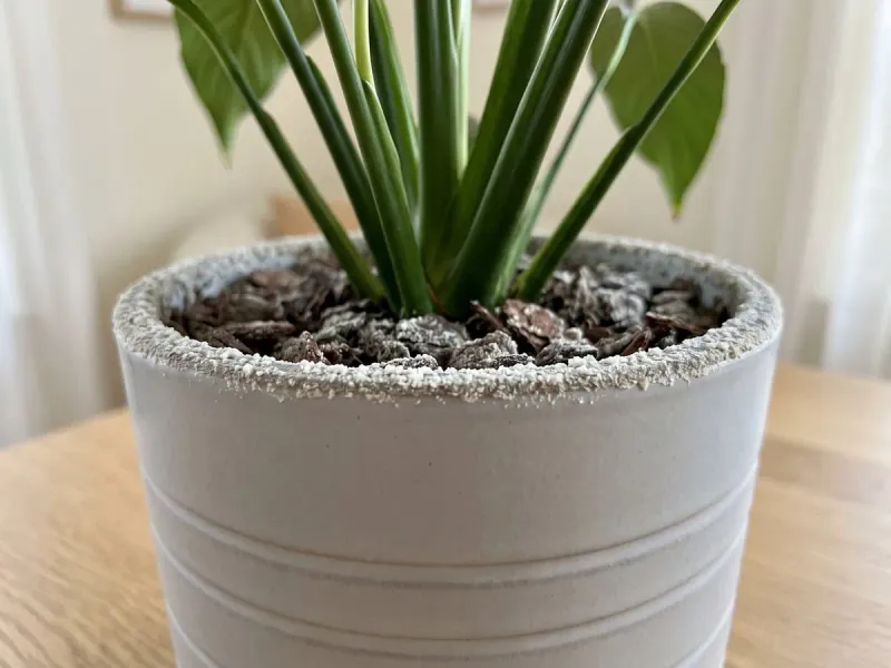 White residue raises a salt or water-quality question