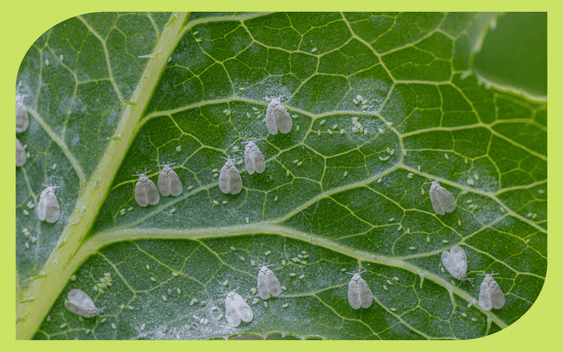 Whiteflies require a more cautious interpretation