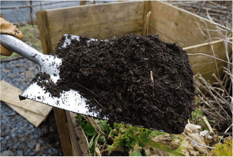 Whole cones are not finished compost or a dependable fertilizer