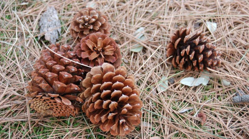 Whole cones decompose slowly and contribute little at first