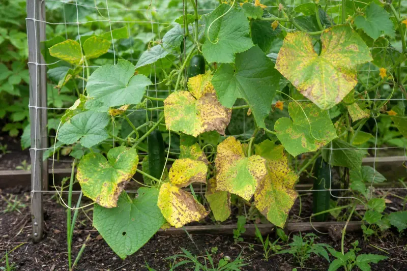 Whole-plant clues point beyond a nutrient shortage