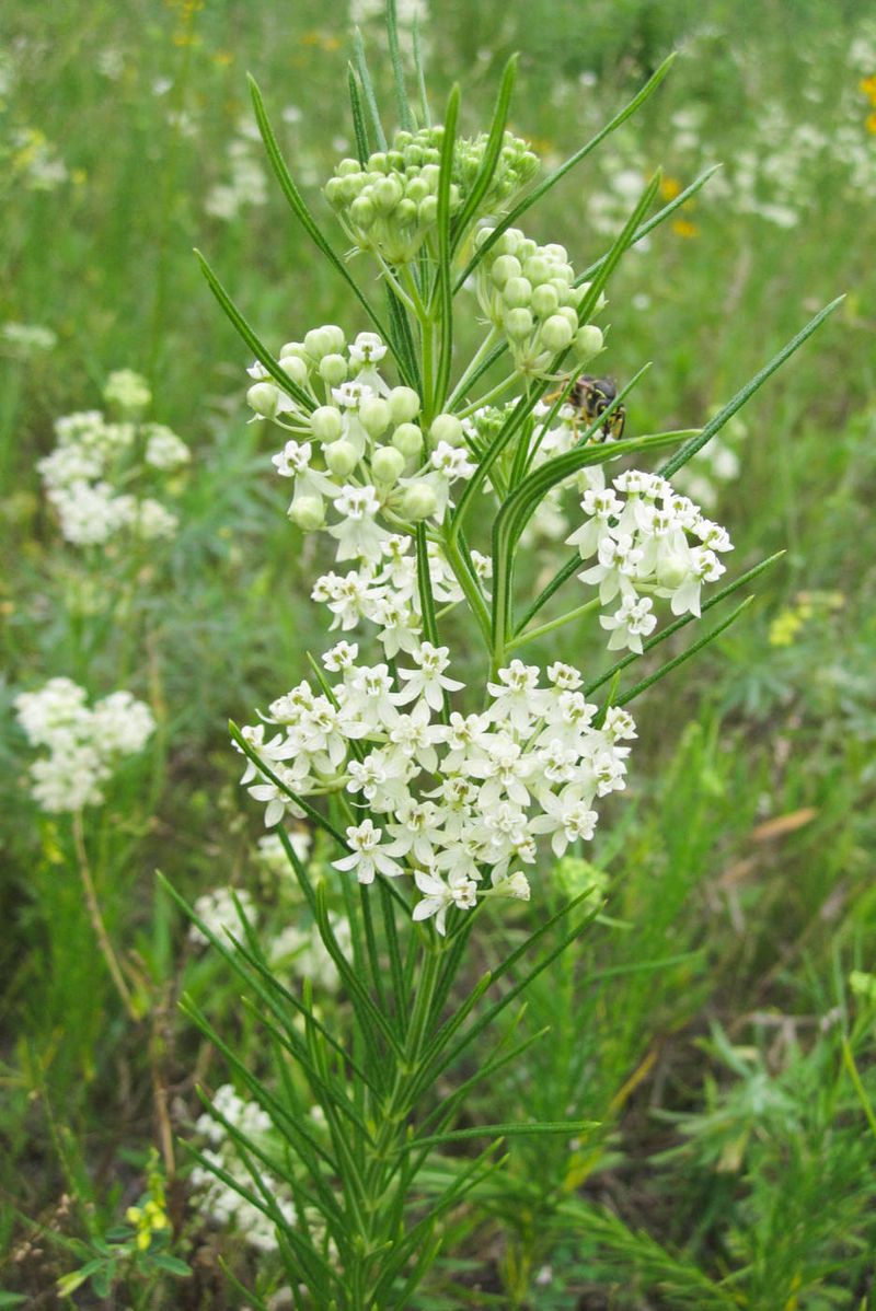 Whorled Milkweed