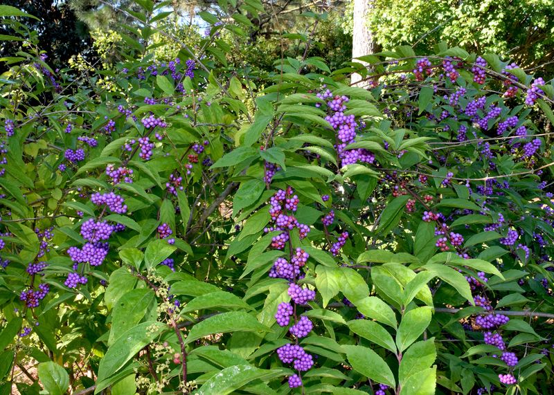 Why American beautyberry deserves a closer look Why American beautyberry deserves a closer look