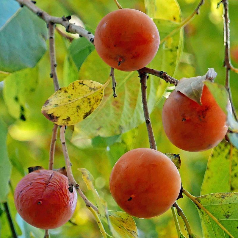 Why American persimmon deserves consideration