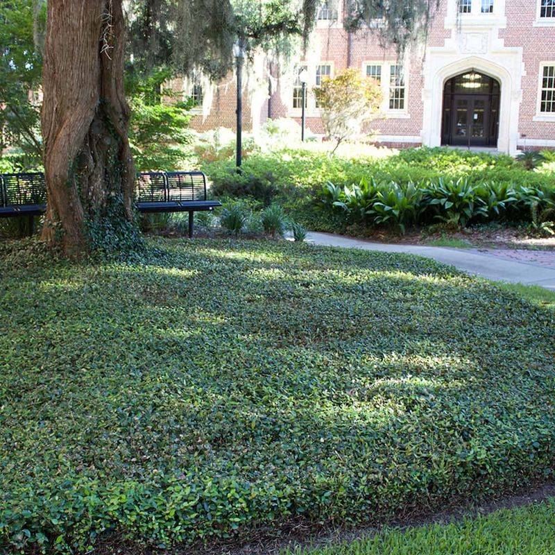 Why Asiatic jasmine fits this Texas ground-cover job Why Asiatic jasmine fits this Texas ground-cover job