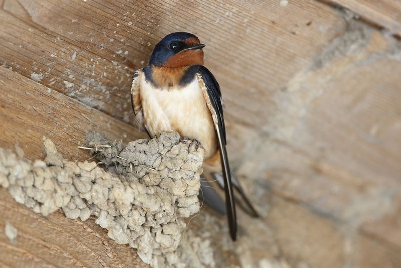 Why Barn Swallows are not a proven mosquito-control treatment Why Barn Swallows are not a proven mosquito-control treatment