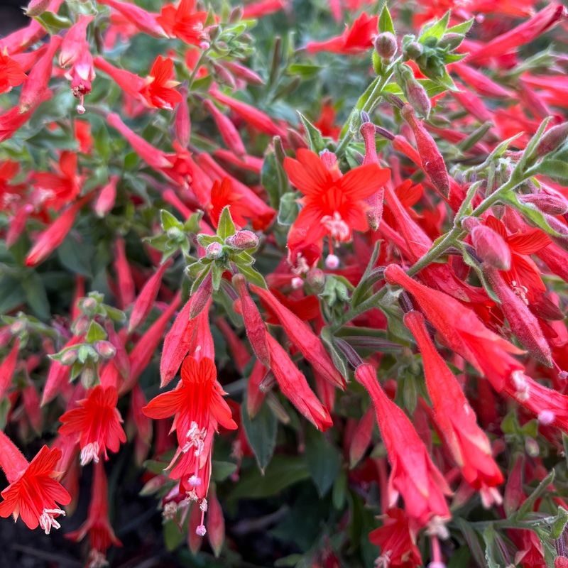 Why California fuchsia fits some late-summer gardens