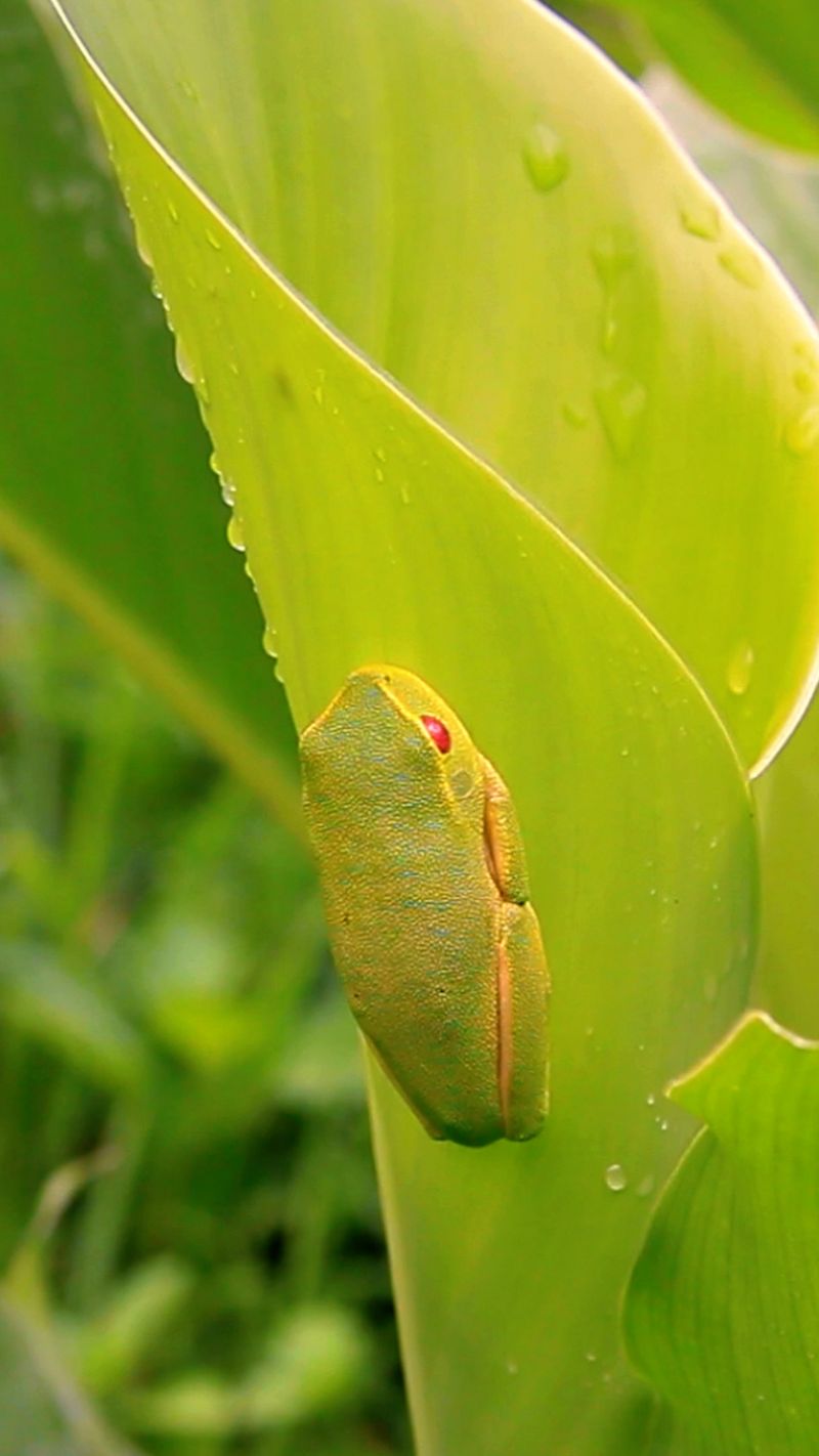 Why California gardens can attract frogs during the dry season