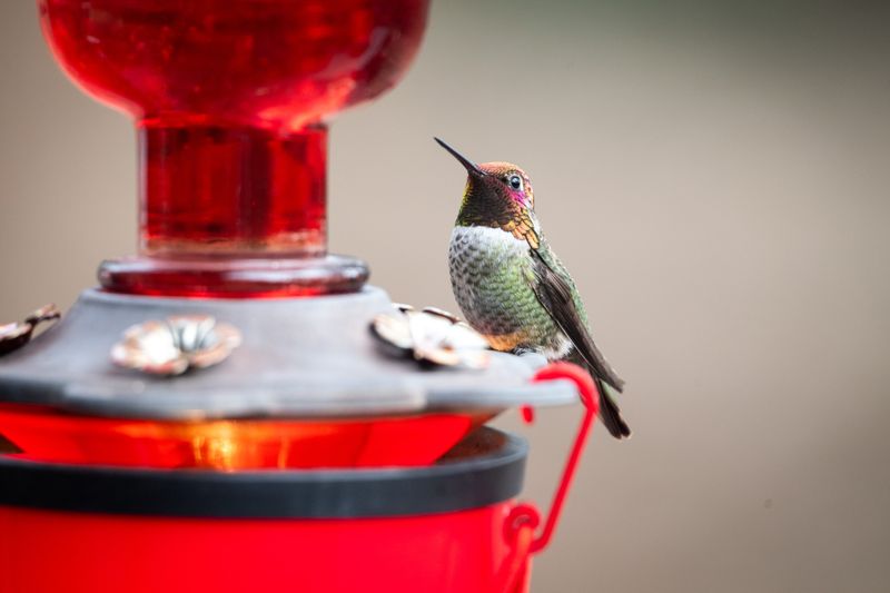 Why California homeowners may keep feeders out in late summer