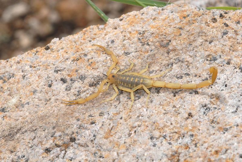 Why Central Texas scorpions reach houses in summer