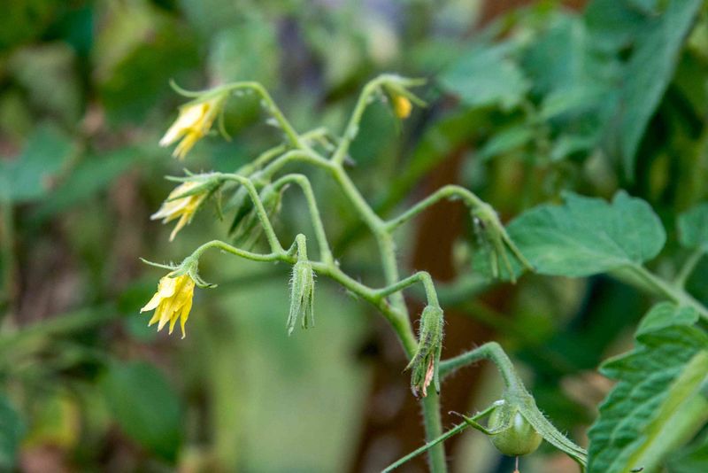 Why Flowers Appear Without Producing Fruit