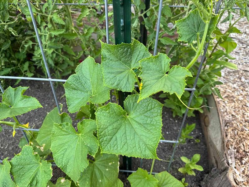 Why Heat Can Reduce Fruit Set on a Healthy-Looking Vine
