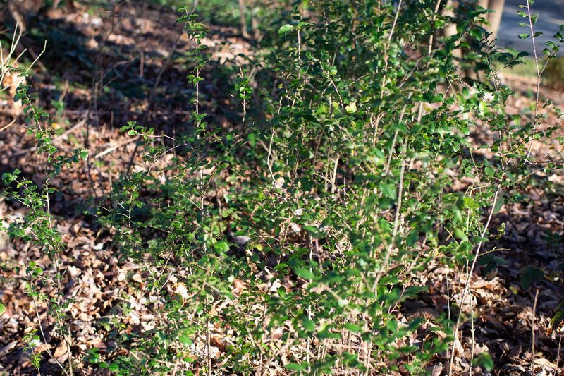 Why Japanese and Chinese privet deserve a closer look