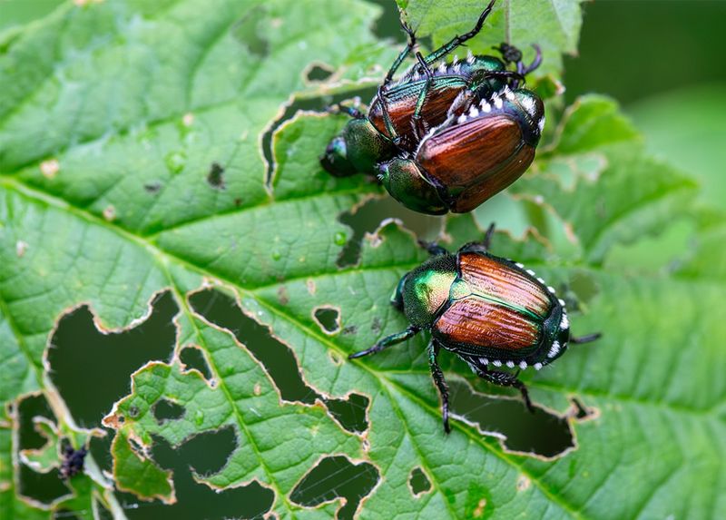 Why Japanese beetles remain difficult to exclude
