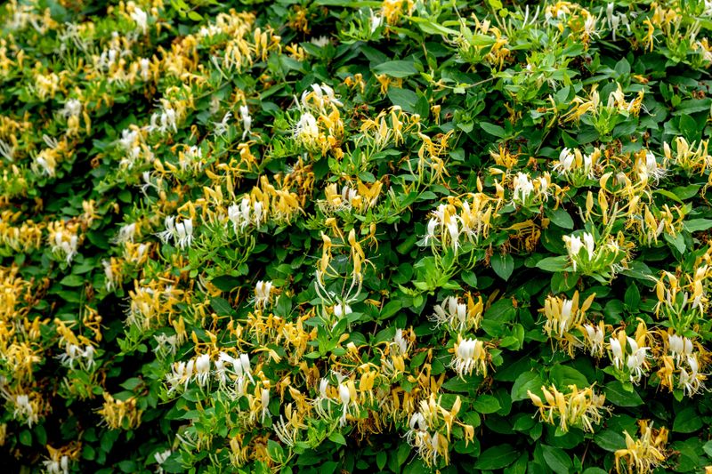 Why Japanese honeysuckle becomes a fence-line problem