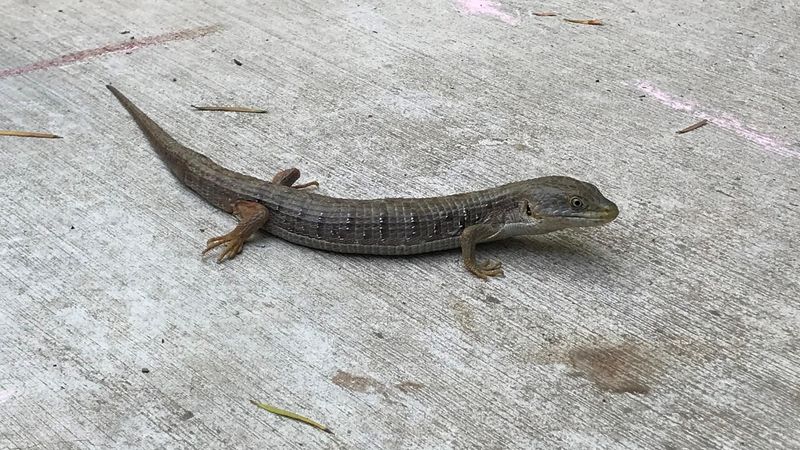 Why One Appears in a Yard or Garage