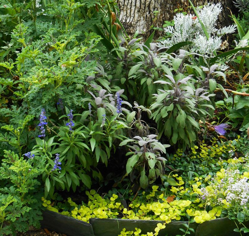 Why Sage Still Works in a California Front Border
