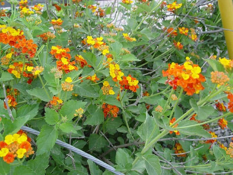 Why Texas lantana is a habitat choice, not a gecko magnet