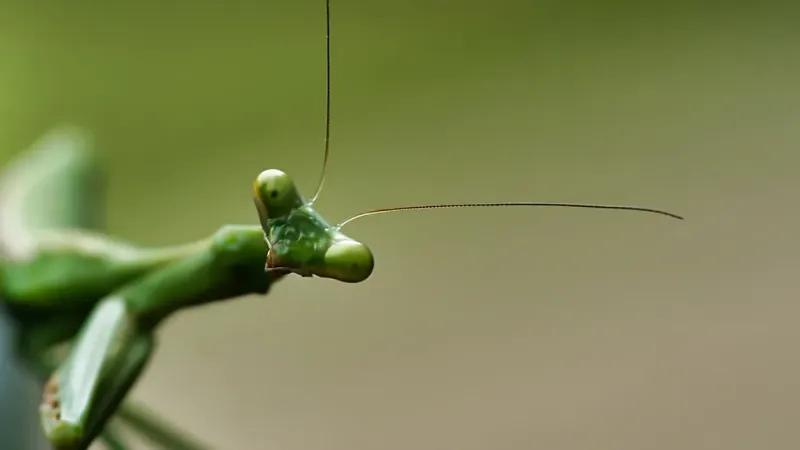 Why UC IPM does not recommend mantises as dependable biological control