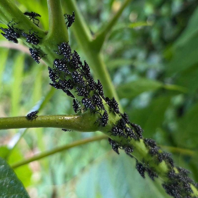 Why a Small, Jumping Nymph Can Be Easy to Miss