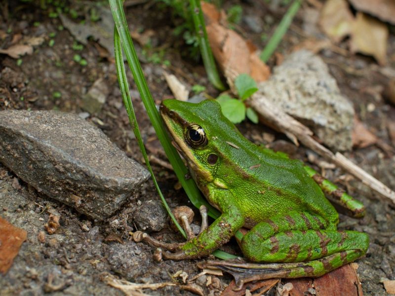 Why a Summer Frog May Appear Without a Visible Pond