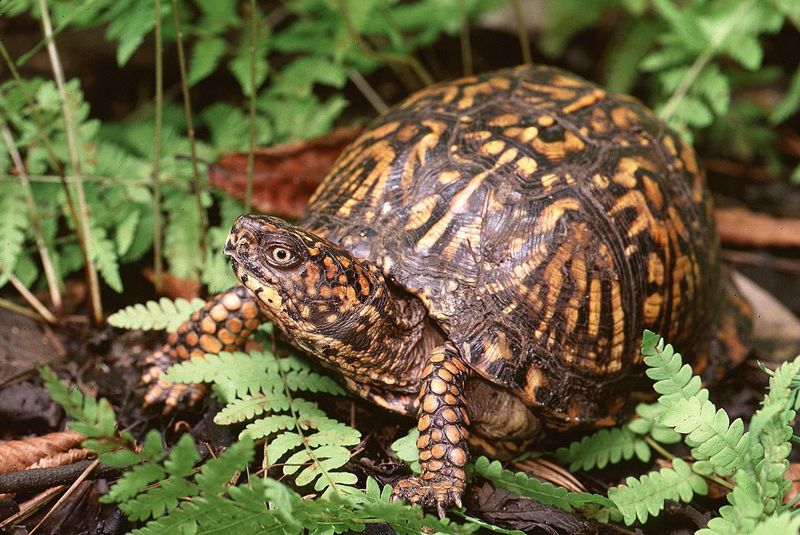 Why a cultivated bed can appeal to a box turtle Why a cultivated bed can appeal to a box turtle