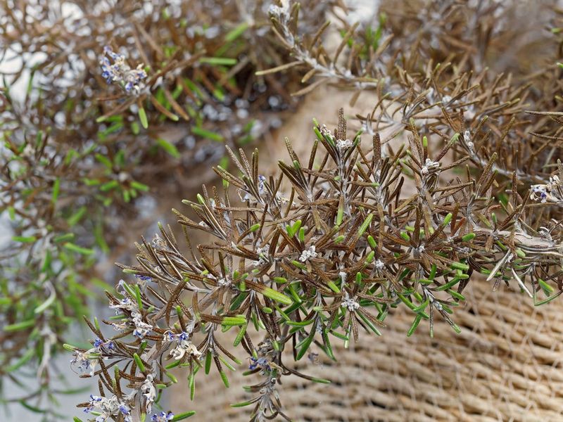 Why a dense rosemary shrub goes bare inside
