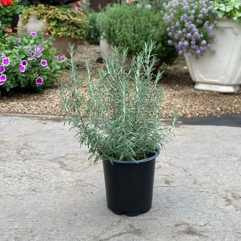 Why a fragrant plant does not create an outdoor repellent barrier