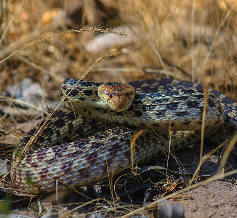 Why a gopher snake can look like a rattlesnake